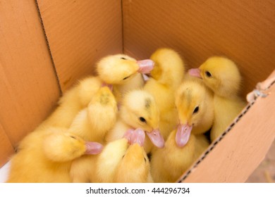 Little ducklings in a cardboard box