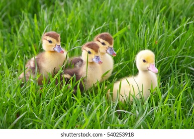 Little ducklings in a grass - Powered by Shutterstock