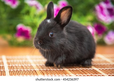 Little Dwarf Black Rabbit 