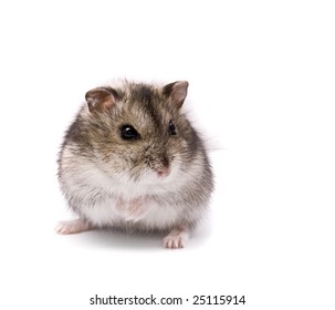 Little Dwarf Hamster