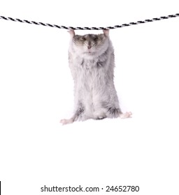 little dwarf hamster on a rope