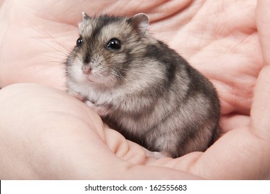 grey and white hamster