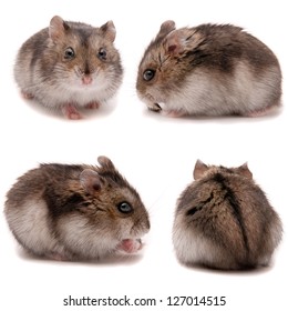 Little dwarf hamster. Set on studio white background