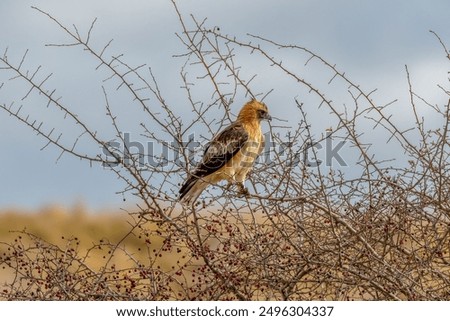 The little eagle (Hieraaetus morphnoides) is a small, powerful eagle, with a short broad head and fully feathered legs with an M pattern on the underwings seen in flight.