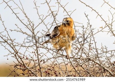 The little eagle (Hieraaetus morphnoides) is a small, powerful eagle, with a short broad head and fully feathered legs with an M pattern on the underwings seen in flight.