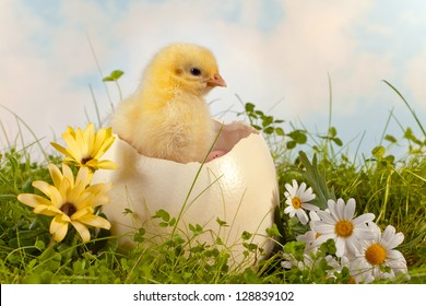 Little Easter Chick Hatching From A Big Ostrich Egg In The Garden