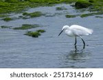 Little egret - Egretta garzetta