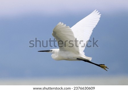 Little egret (Egretta garzetta) along lake Balaton, Hungary