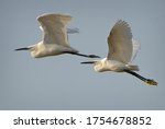 Little Egret - Egretta garzetta, beautiful white little egret from Euroasian fresh waters, Pag island, Croatia.