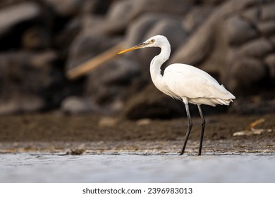 The little egret, Egretta garzetta, Saudi Arabia. - Powered by Shutterstock