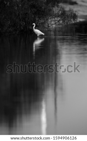 Similar – Great crested grebe swimming on a lake