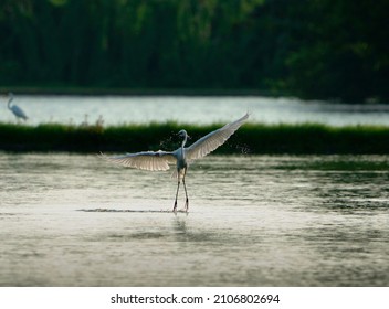 A Little Egret On A Man-made Lake Of A Waste Water Treatment Facility At Lagoon ITDC In Nusa Dua Bali, Indonesia. Picture Taken In January 2022.