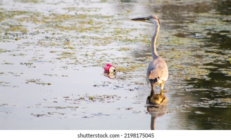 Little Egret Is Preparing For Breakfast On The Lake, Selective Focus