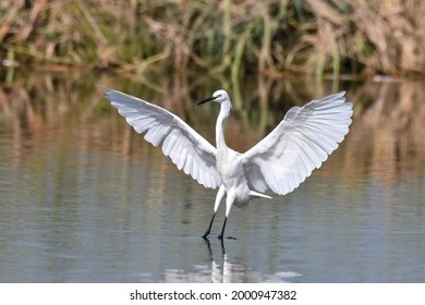 Little Egret Showing Its Wing Span