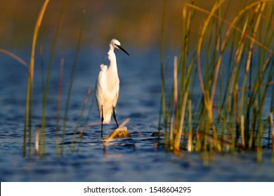 The Little Egret From Vransko Jezero