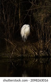 Little egret wandering in the dirty swamp for food 