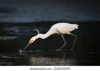 A little egret, with white breeding plumes on its head, strikes lightning fast and with a splash in order to catch a fish in shallow water in a wetland on the Gold Coast in Queensland, Australia. - Powered by Shutterstock