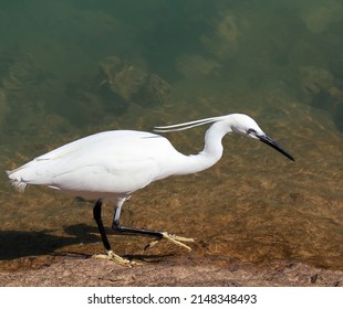 Little Egret,a White Bird With A Slender Black Beak, Long Black Legs Walking For Food In The Shore Of Marina Albufeira