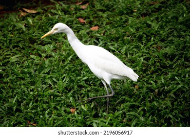 Little Egrets Are Birds Of Prey That Have An Important Role In The Food Chain.