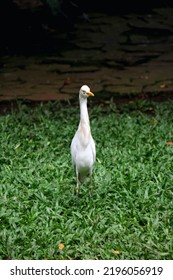 Little Egrets Are Birds Of Prey That Have An Important Role In The Food Chain.