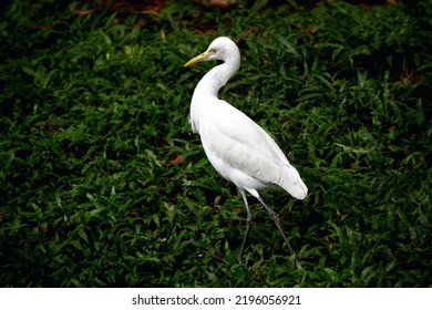 Little Egrets Are Birds Of Prey That Have An Important Role In The Food Chain.