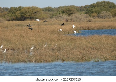 Little Egrets Egretta Garzetta, Glossy Ibises Plegadis Falcinellus And Eurasian Spoonbill Platalea Leucorodia. Oiseaux Du Djoudj. Senegal.