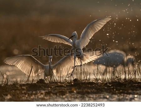 Little Egrets fighting in Morning over food