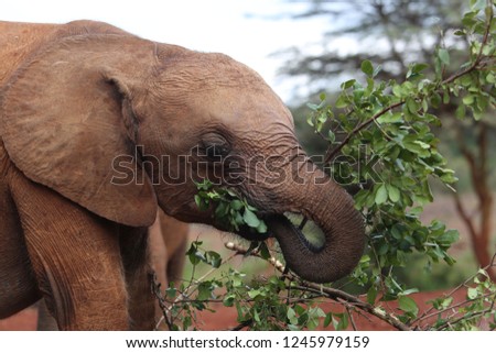 The little elephant eats leaves. Orphanage for elephants - The David Sheldrick Wildlife Trust in Nairobi, Kenya