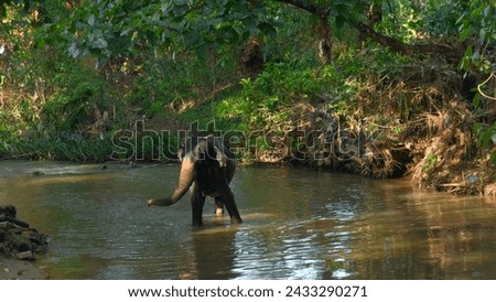 Little elephant in river. Action. Baby elephant is playing in river in jungle. Little elephant is playing alone in river in jungle