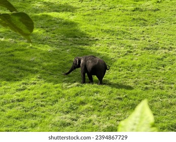 Little Elephant in the Wild - Shutterstock ID 2394867729