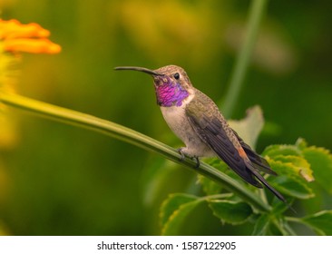 Little endemic chilean hummingbird from the northof the country
