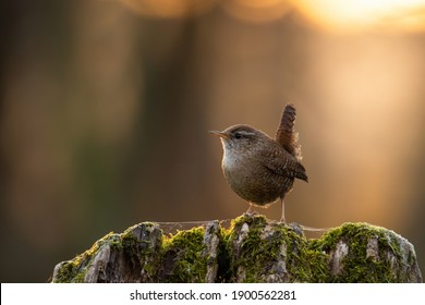 Little eurasian wren, troglodytes troglodyte, sitting on tree in spring sunset. Small brown bird resting on mossed stump in sunlit nature. Songbird looking in forest with copy space.