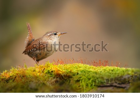 Little eurasian wren, troglodytes troglodyte, sitting on moss in autumn nature. Small brown bird resting on green branch from side. Wild feathered animal observing on bough with copy space.