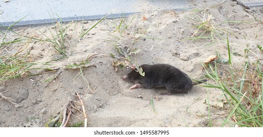 Baby Mole Stock Photos Images Photography Shutterstock