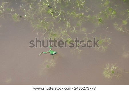 Little European tree frog swimming on the surface of a pond. Selective focus