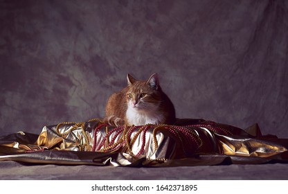 A Little Fancy Cat Rested On A Luxury Bed With Pearls 