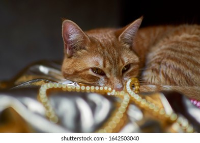 A Little Fancy Cat Rested On A Luxury Bed With Pearls 