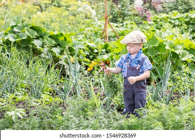 Little farm boy on eco farm is harvesting carrots. A little kid on a farm on a beautiful Sunny day. Boy outdoors in the garden. Copy space