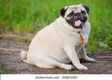 Little fat pug sitting on sidewalk in summer park.