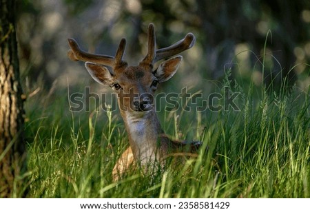 A little fawn in the grass. Fawn portrait. Cute fawn. Fawn in forest grass