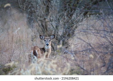 Little Fawn Resting In Tall Weeds At Near By Park 