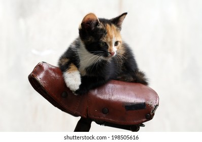 little female cat on bicycle seat