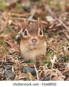 Little Female Chipmunk Pops Her Head Out Of Her Burrow