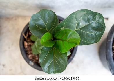 Little Fiddle Leaf Fig Tree In A Black Pot, Top View.