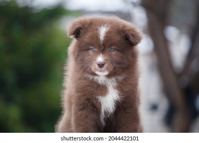 Little Finnish Lapphund Puppies Look Like Bears