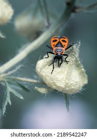 Little Fire Bug Taking A Rest