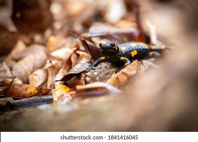 Little Fire Salamander, Salamandra Salamandra, Standing On Leafs In Autumn. Small Animal With Black And Orange Skin Hiding In Foliage. Toxic Animal Looking In Fall Wilderness.