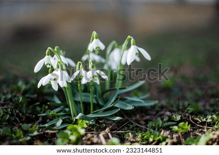 Little first spring flowers of snowdrops bloom outdoors in the spring for the March 8 holiday