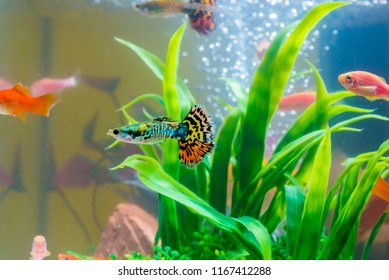 Little Fish In Fish Tank Or Aquarium, Gold Fish, Guppy And Red Fish, Fancy Carp With Green Plant, Underwater Life Concept.