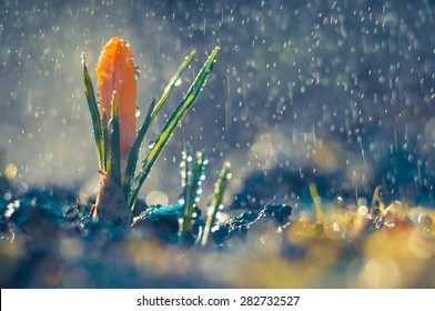 Little Flower Crocus In The Spring Rain